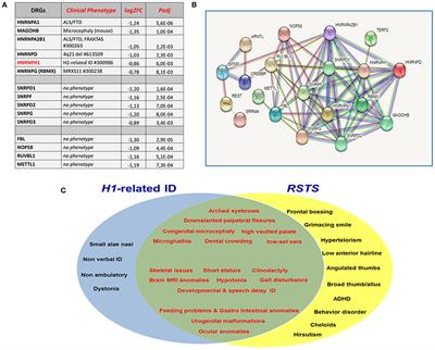 Interconnected Gene Networks Underpin the Clinical Overlap of HNRNPH1-Related and Rubinstein–Taybi Intellectual Disability Syndromes